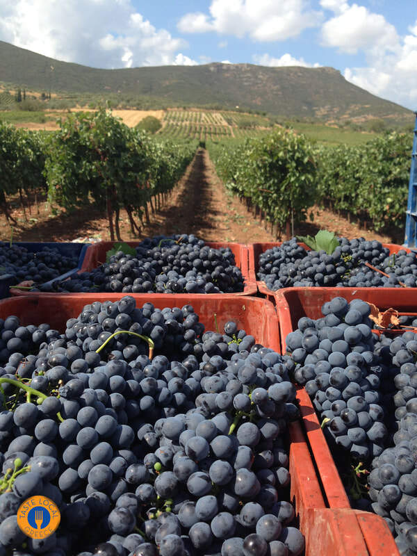 Three days in Arcadia with George, our Gastronomic Correspondent from " Taste Local Greece". - Gastronomy Tours trigos 2 orig 1 - Gastronomy Tours